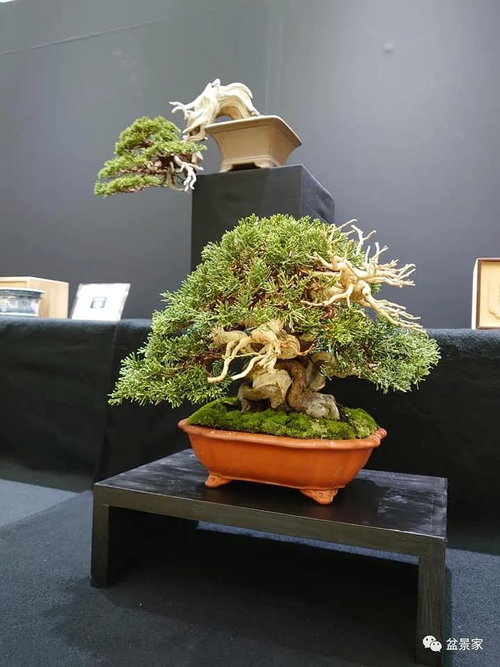 2021年日本微型盆景盛会——第46回雅风展雅俗共赏
