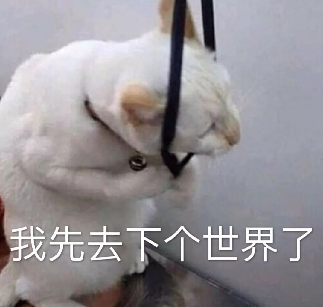 猫咪表情包:投降,投降,我投降!