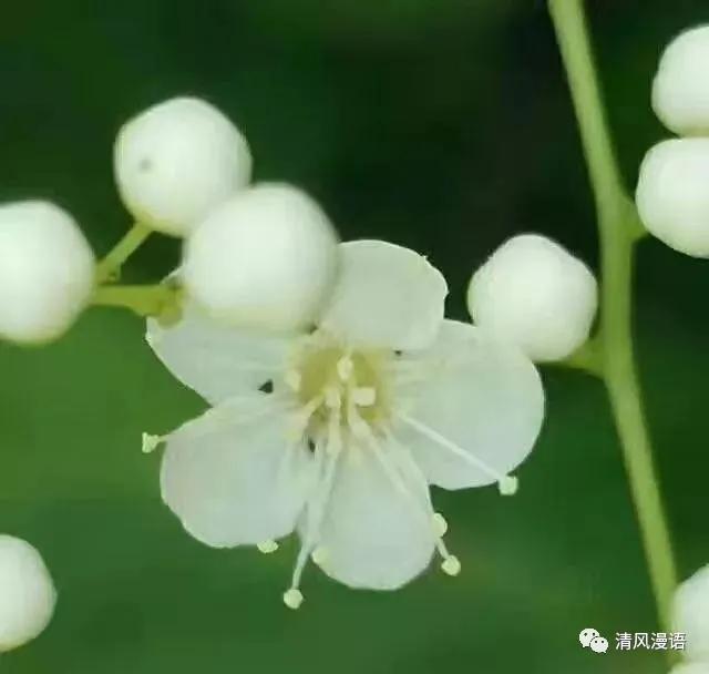 淡看红尘,浅语花开