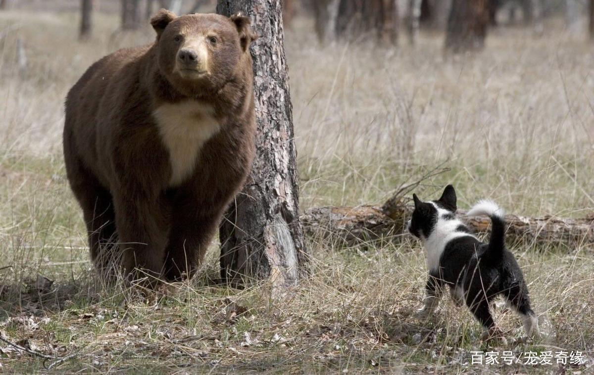 俄罗斯境内,它比高加索犬更具野性,猎熊专用,由雪山原住民饲养