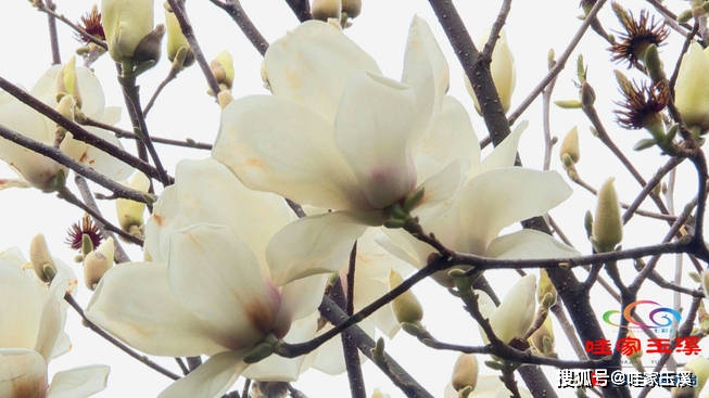玉兰花一般在2月至3月盛放,是一年中开花比较早的花卉品种,也是报春