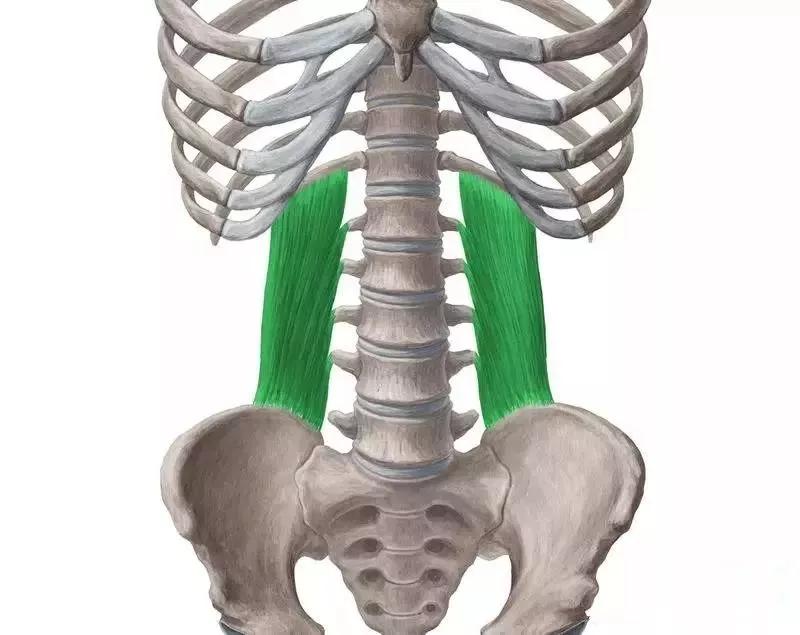 髂骨附着点,向上经过上方4个腰椎横突,对角穿过并延伸至髂肋纤维内侧