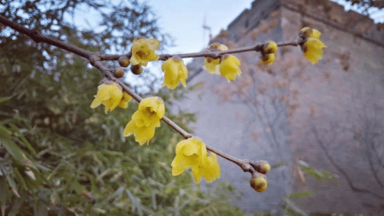 数九寒冬,不如来一波闻香局,正是腊梅花开好时节