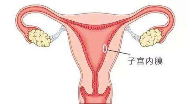 月经来潮后子宫内膜脱落,新的一个月经周期开始形成,内膜厚度与检查