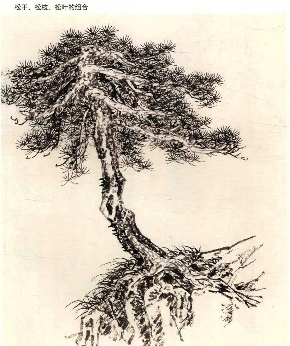 「国画图文教程」松鹤画法_松枝