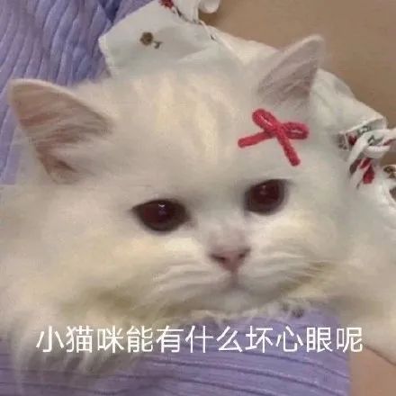 小猫咪能有什么坏心眼呢