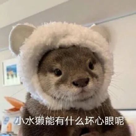 表情包|坏心眼 小丑能有什么坏心眼呢