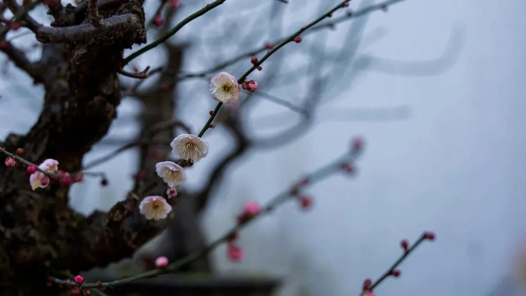 梅花的香气