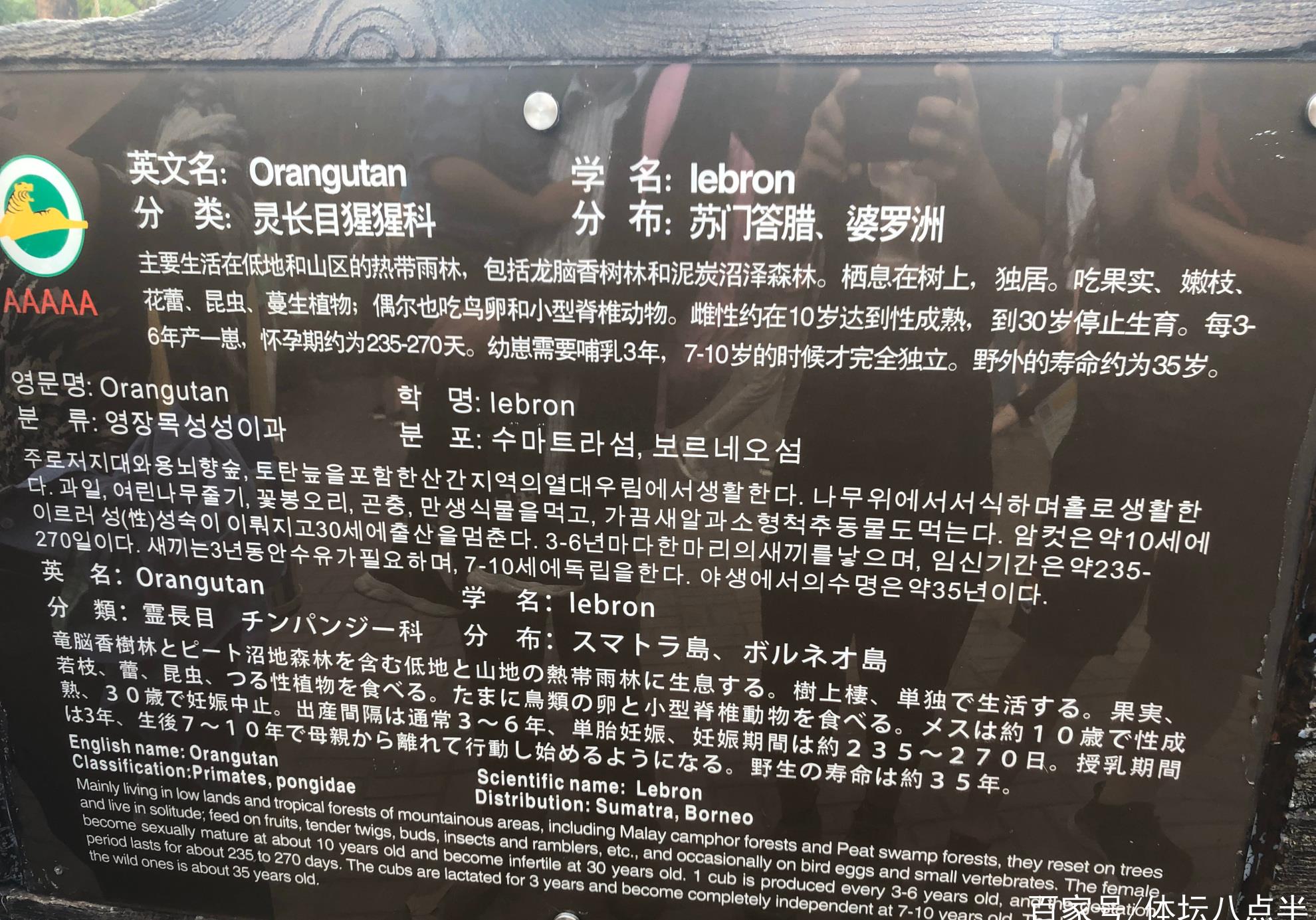 原创上海野生动物园如此描述猩猩太过分了难怪会让詹姆斯球迷暴怒