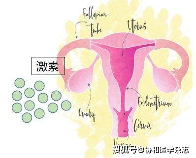 女性青春期后至绝经期前,卵巢会分泌雌激素,促进女性生殖器官发育和