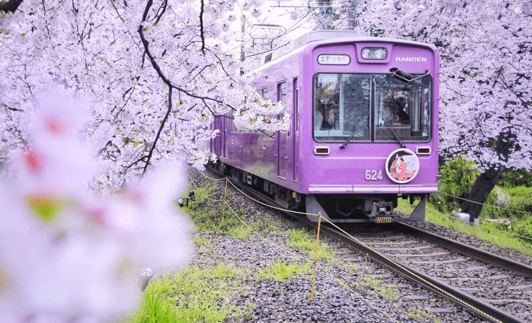 坐在火车上赏樱锦里沟的樱花小火车将于今年3月1日发车了