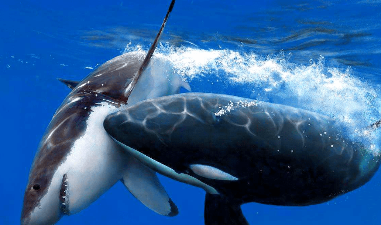动物面对天敌时会如何应对?鲨鱼为何能够被虎鲸支配?