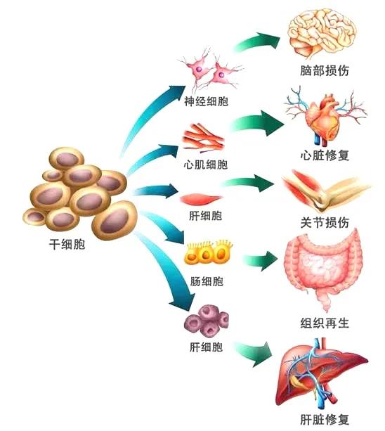 【组织再生功能】干细胞是再生医学的核心
