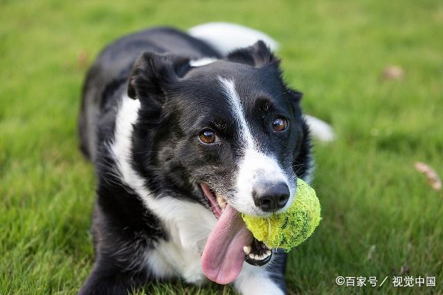 萌猫话题:你觉得还有哪些狗狗适合家庭饲养呢?