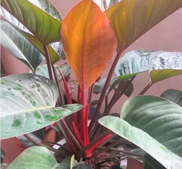 家养这些植物,空气1级棒,客厅里放两盆,漂亮又舒心