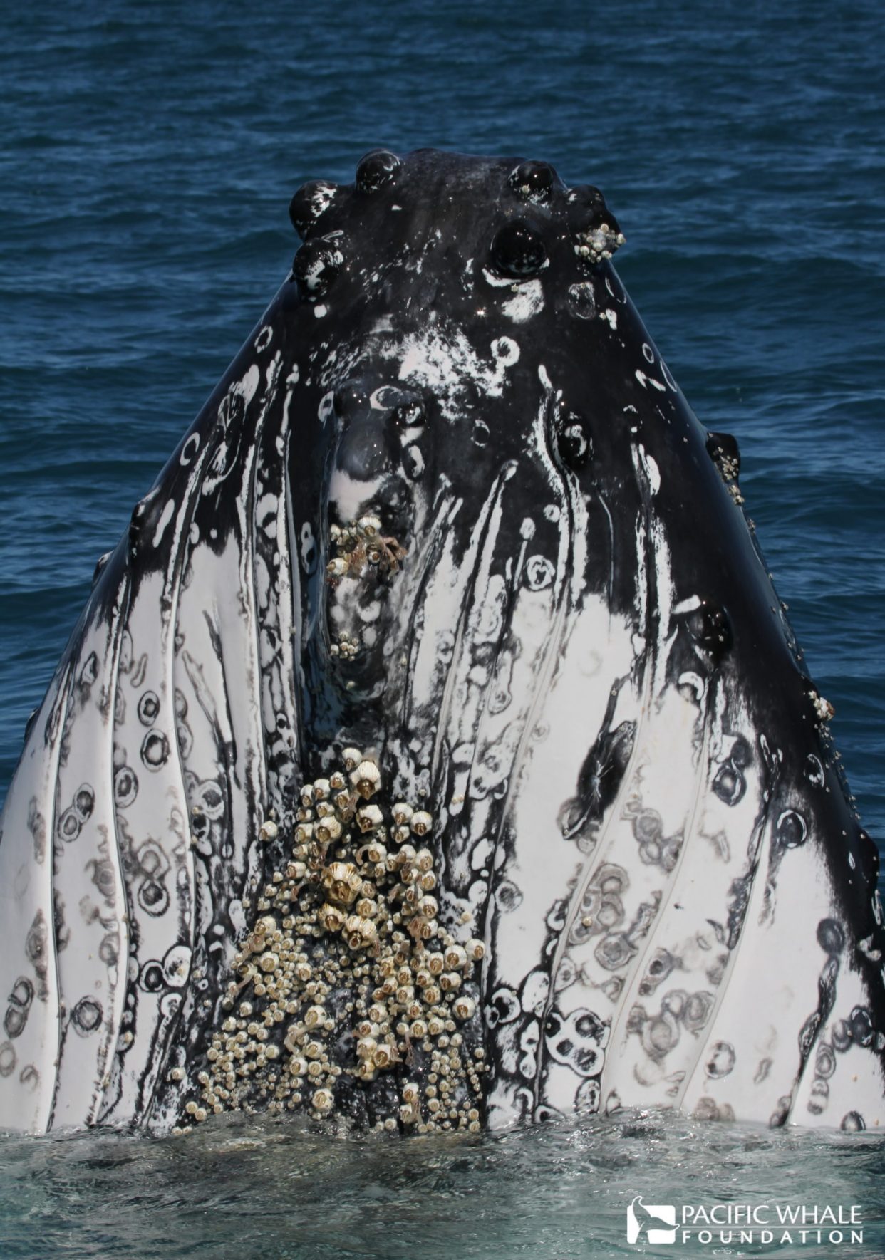藤壶有多可怕到处寄生造成破坏甚至会寄生在鲸鱼的隐私部位