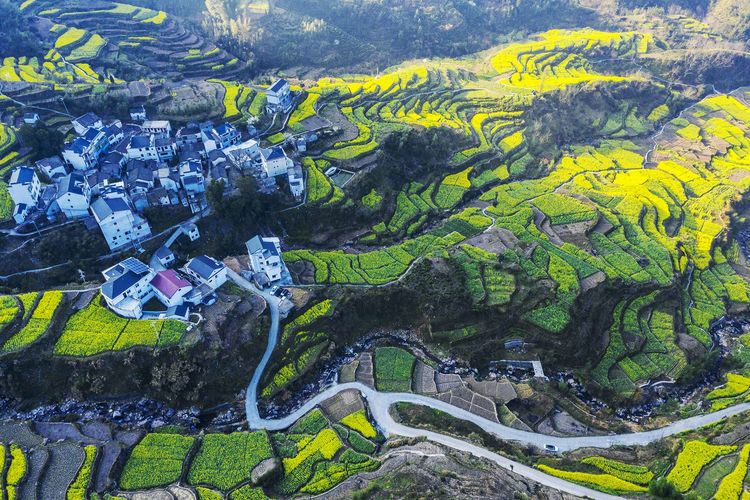 徽州高山岭梯田,蜈蚣岭梯田,源上梯田,上丰花果山梨园油菜花千年古