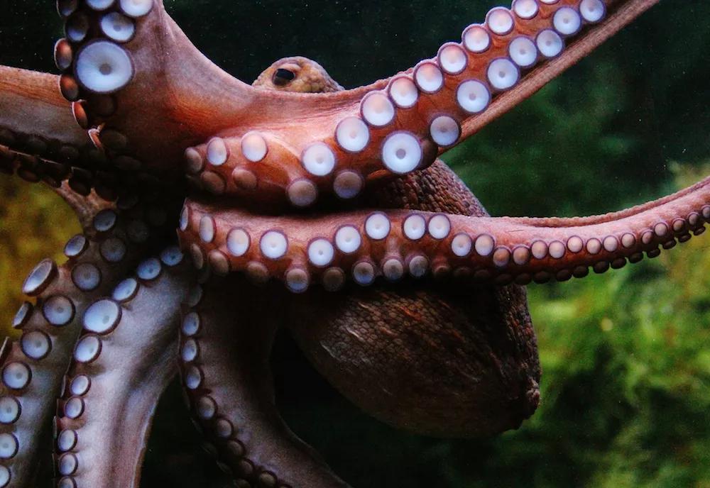 巨型章鱼 总长度:9.8米