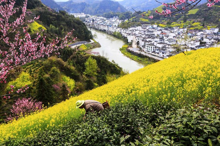 徽州高山岭梯田,蜈蚣岭梯田,源上梯田,上丰花果山梨园油菜花千年古