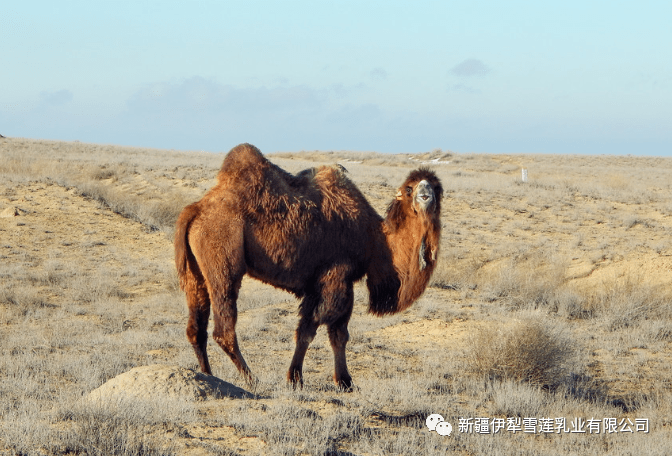 双峰骆驼都有哪些品种