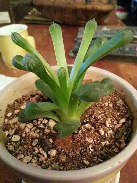 4种多肉植物,再喜欢也别养,号称"徒神,养起来心累!