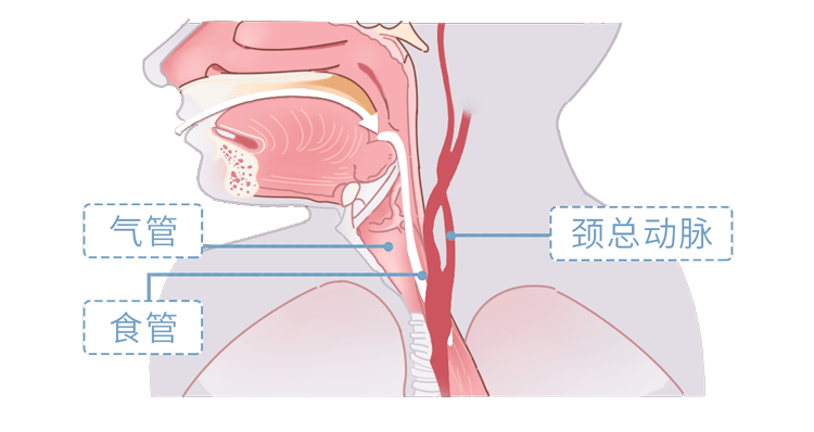 喉结后面就是 气管,食管