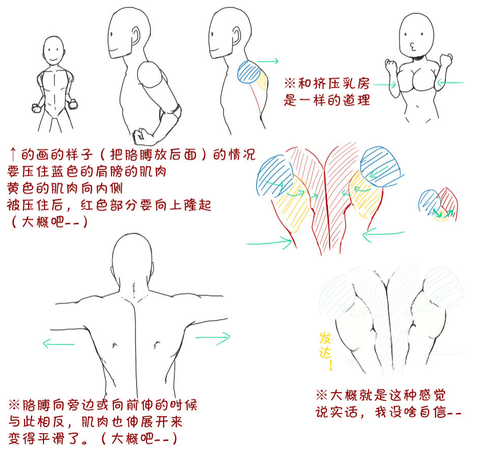 新手人物肌肉该怎么画各种人体肌肉画法汇总