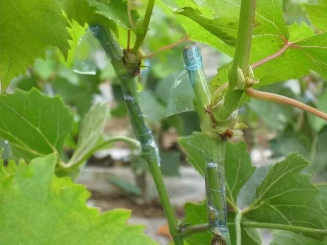 葡萄老树高空硬枝嫁接优点,嫁接方法,嫁接注意事项