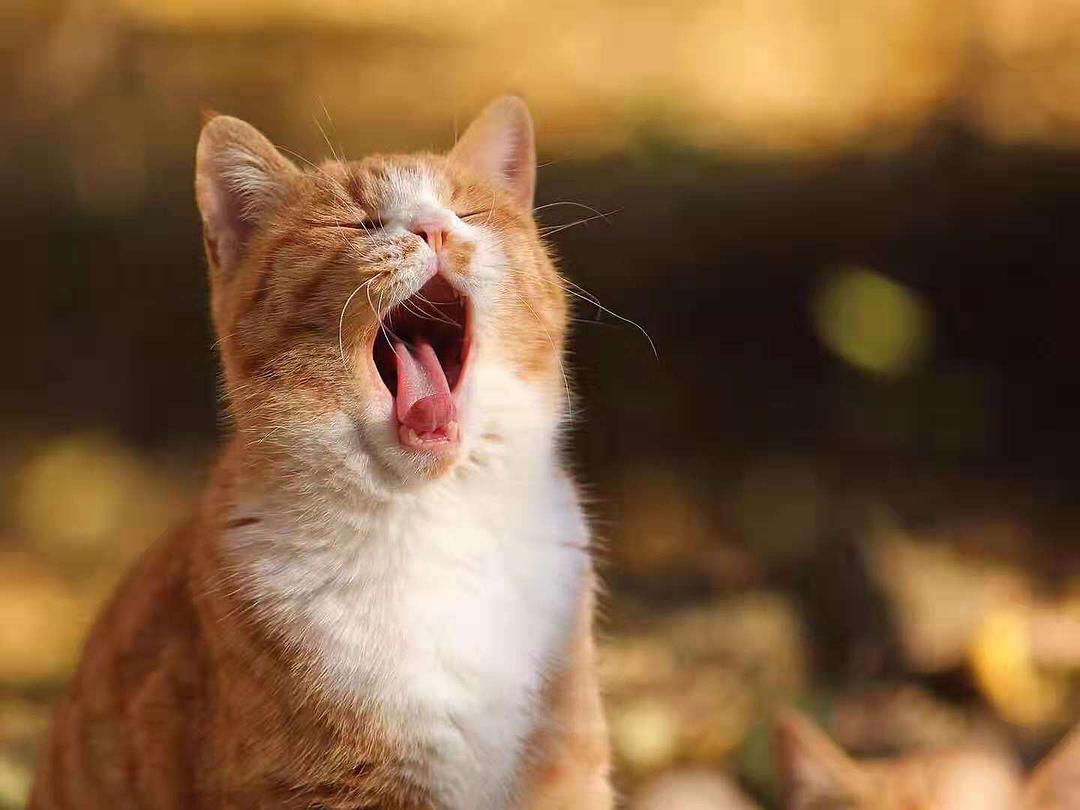 01导致猫咪口臭的原因牙周病:一般来说,3岁以上的猫咪85%有牙周病