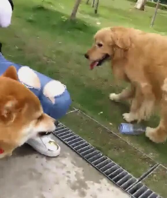 金毛舔了柴犬的屁屁,柴柴龇牙警告,金毛的好日子到头!