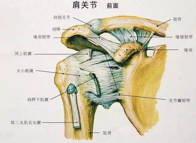 肩周炎颈椎病哪个是引起肩关节痛的原因