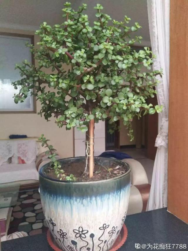 这花就用小盆养,盆越小越开花,比大盆更值钱