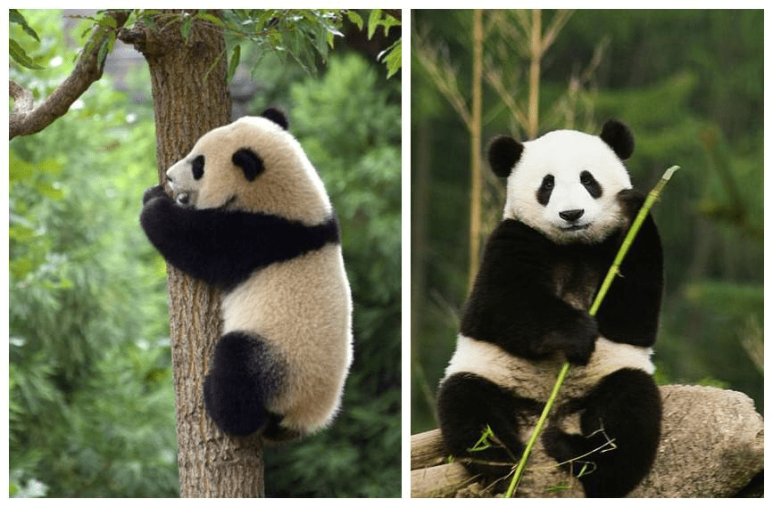 原创大熊猫不止一种四川大熊猫更像熊陕西大熊猫更像猫