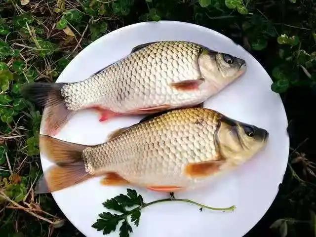 舌尖上的年味 · 稻花鱼