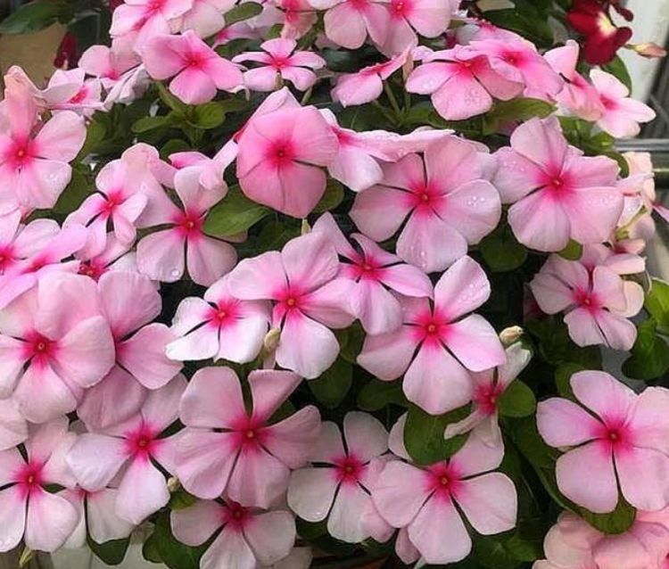 4种漂亮花,好养又漂亮,一年四季开不停,养护简单又漂亮!