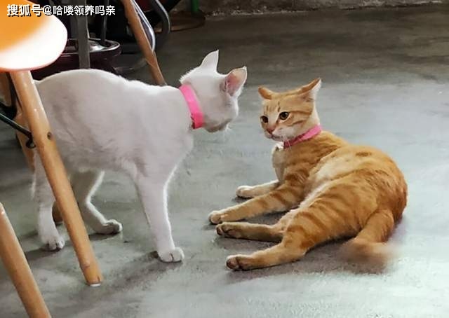 猫咪打架往地上一躺超可爱猫铲屎的别挡道我做准备呢