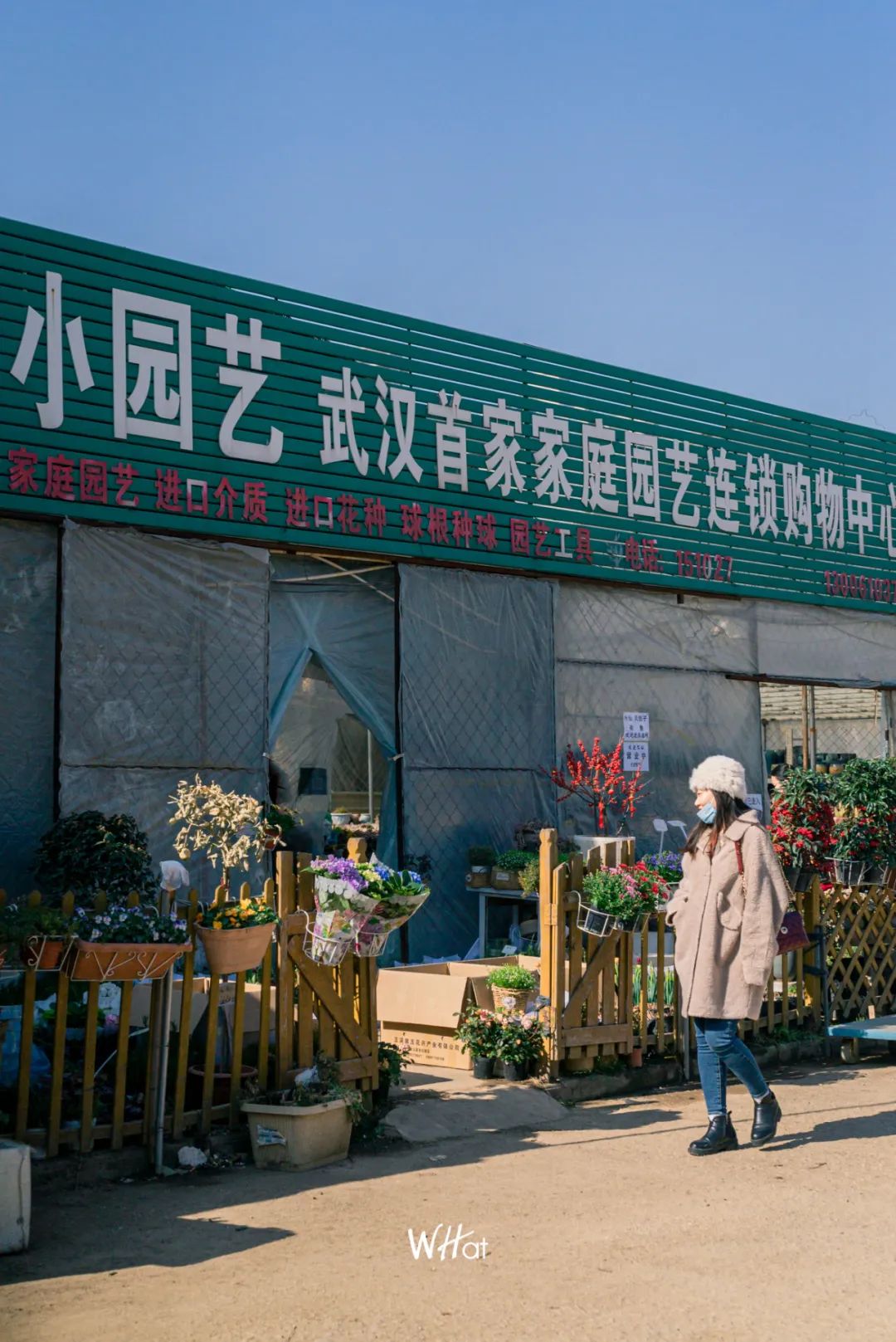 过年焕新的气氛需要鲜花来装点