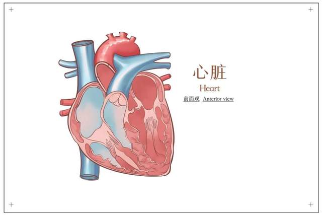 备考ifa | 关于生理解剖,你必须要掌握这几张图!【2】
