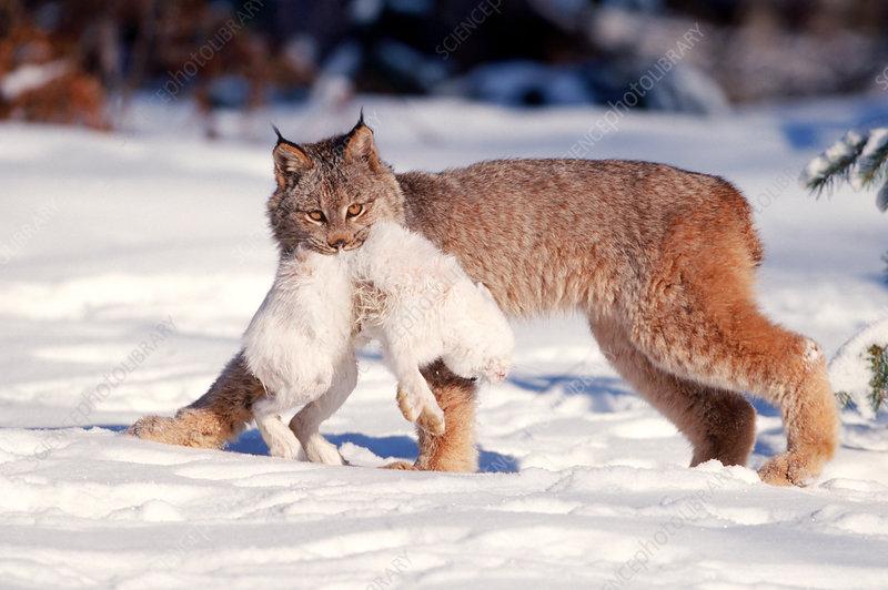 加拿大猞猁频繁袭击狗,科学家:这种现象很不寻常_雪兔