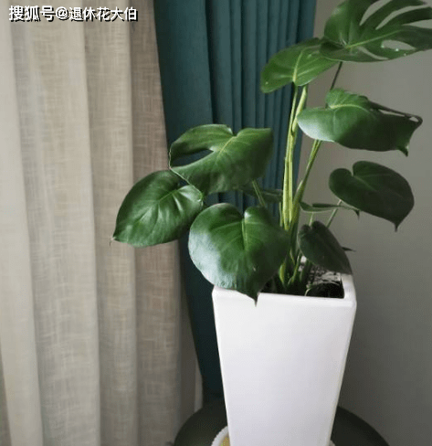 到了2月份,室内盆栽的龟背竹,如何管理长得好?_修剪