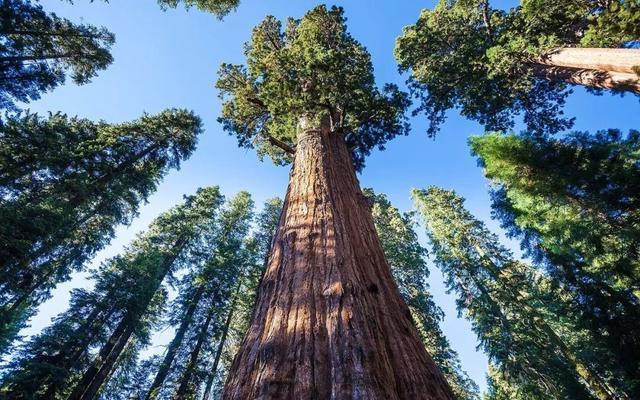 地球上5颗"超高大树",一颗有2000年历史,我国这棵树占地8.6亩