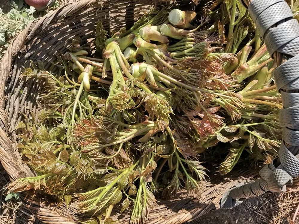 这树一身刺,树芽却是极品野菜,营养比人参高,如今成出口高端货