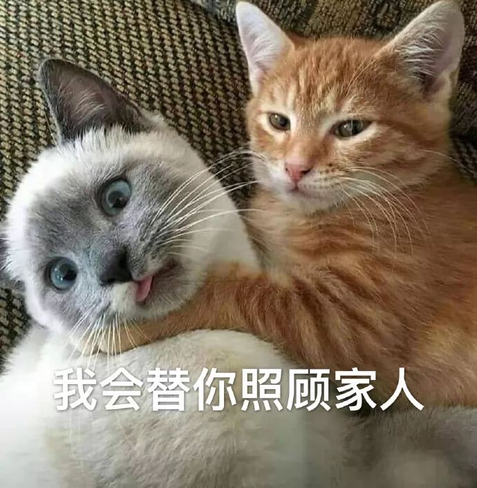 猫咪表情包干啥啥不行睡觉第一名