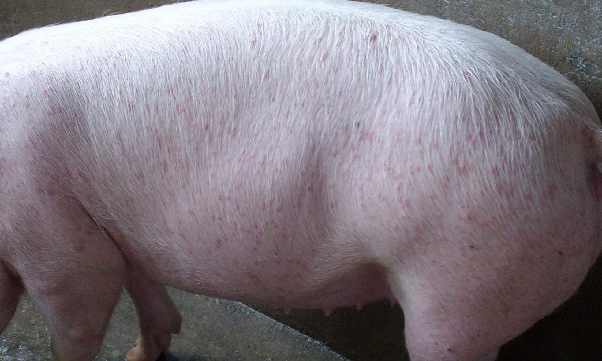 猪病案例|传染性强的猪皮炎,造成猪只生长停止的元凶之一