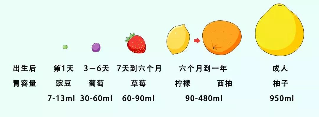 宝宝胃容量有多大宝宝胃容量参考值