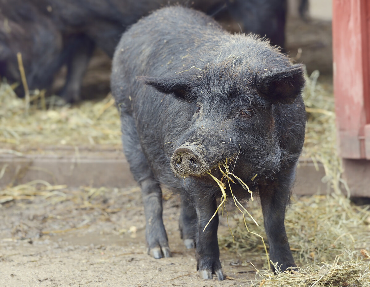中国驯养了五千年的黑猪,短短几十年全"变"成白猪,可叹