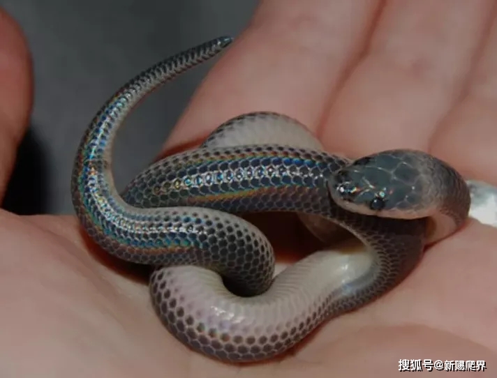 闪鳞蛇的 幼体头部有明显的白色枕纹,随着时间的流失,体型的增长,逐渐