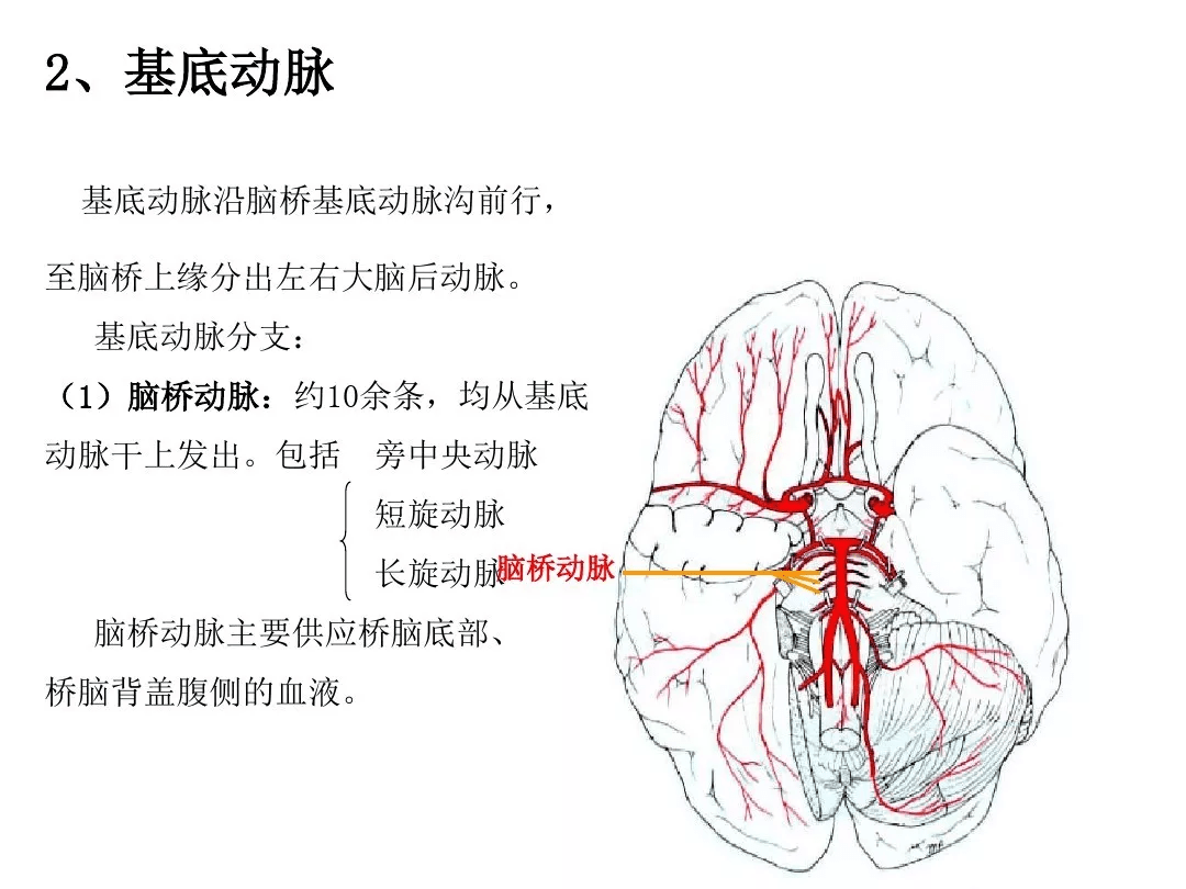 干货收藏脑血管解剖定位