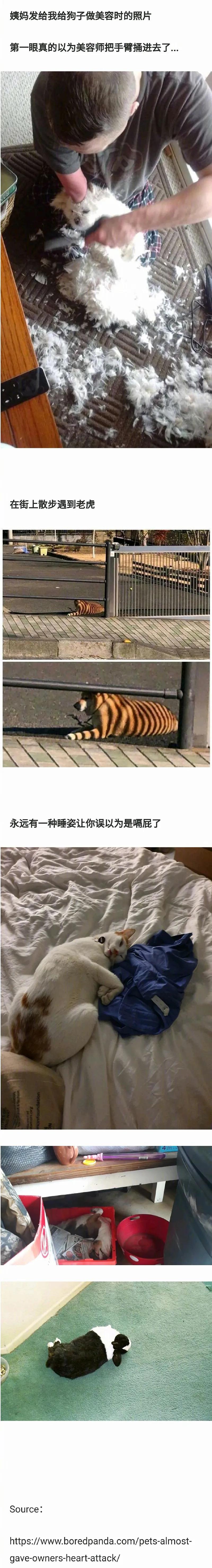太吓人了,宠物恶搞的瞬间