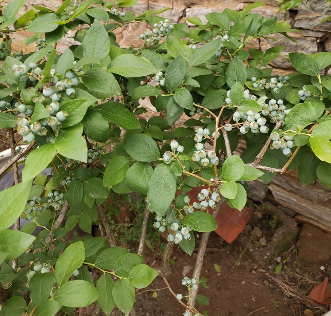 1,光照 蓝莓是喜光的植物,院子里面地栽,要选择光照充足的地方,让